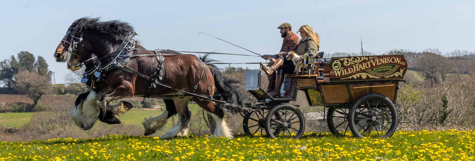Book SHire Horse Carriage Ride